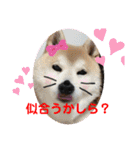 うちの可愛すぎる柴犬ぽてと＆うに（個別スタンプ：14）