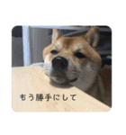 豆柴こたろうスタンプ9（個別スタンプ：5）