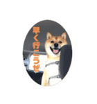豆柴こたろうスタンプ9（個別スタンプ：6）