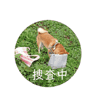 豆柴こたろうスタンプ9（個別スタンプ：12）