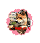 豆柴こたろうスタンプ9（個別スタンプ：13）