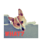 corgi :P ベロ出しコーギー2（個別スタンプ：1）