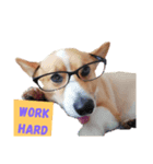 corgi :P ベロ出しコーギー2（個別スタンプ：2）