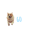 corgi :P ベロ出しコーギー2（個別スタンプ：3）