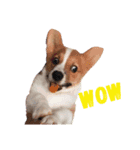 corgi :P ベロ出しコーギー2（個別スタンプ：4）