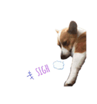 corgi :P ベロ出しコーギー2（個別スタンプ：5）