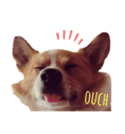 corgi :P ベロ出しコーギー2（個別スタンプ：6）