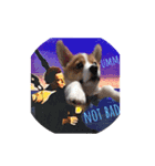 corgi :P ベロ出しコーギー2（個別スタンプ：8）