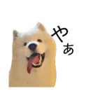 サモさん（個別スタンプ：1）