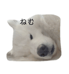 サモさん（個別スタンプ：33）