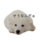 サモさん（個別スタンプ：37）