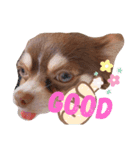 maromeeen（個別スタンプ：6）