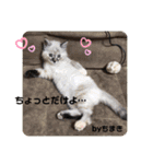 タマやん♡（個別スタンプ：21）