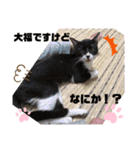 タマやん♡（個別スタンプ：22）