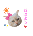 にゃんちゃんずー  [日常 あいさつ]（個別スタンプ：1）