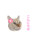 にゃんちゃんずー  [日常 あいさつ]（個別スタンプ：2）