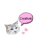 にゃんちゃんずー  [日常 あいさつ]（個別スタンプ：3）