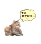 にゃんちゃんずー  [日常 あいさつ]（個別スタンプ：4）