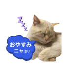 にゃんちゃんずー  [日常 あいさつ]（個別スタンプ：5）