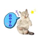 にゃんちゃんずー  [日常 あいさつ]（個別スタンプ：6）