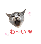 にゃんちゃんずー  [日常 あいさつ]（個別スタンプ：9）