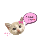 にゃんちゃんずー  [日常 あいさつ]（個別スタンプ：11）