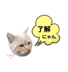 にゃんちゃんずー  [日常 あいさつ]（個別スタンプ：12）