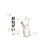 にゃんちゃんずー  [日常 あいさつ]（個別スタンプ：15）