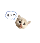 にゃんちゃんずー  [日常 あいさつ]（個別スタンプ：16）