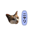 にゃんちゃんずー  [日常 あいさつ]（個別スタンプ：17）