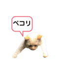 にゃんちゃんずー  [日常 あいさつ]（個別スタンプ：18）