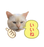 にゃんちゃんずー  [日常 あいさつ]（個別スタンプ：19）