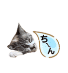 にゃんちゃんずー  [日常 あいさつ]（個別スタンプ：20）
