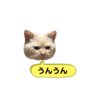 にゃんちゃんずー  [日常 あいさつ]（個別スタンプ：21）