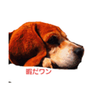 ビーグル犬レオ（個別スタンプ：1）