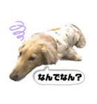 愛くるしいものたち（個別スタンプ：12）