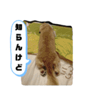 愛くるしいものたち（個別スタンプ：13）
