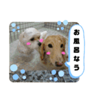 愛くるしいものたち（個別スタンプ：31）