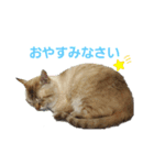 我が家のレオにゃん。（個別スタンプ：1）