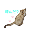 我が家のレオにゃん。（個別スタンプ：2）