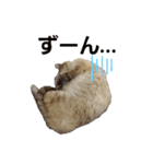 我が家のレオにゃん。（個別スタンプ：3）