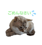 我が家のレオにゃん。（個別スタンプ：4）