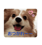 みろたんパピヨン（個別スタンプ：1）
