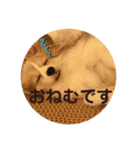みろたんパピヨン（個別スタンプ：2）