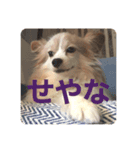 みろたんパピヨン（個別スタンプ：3）