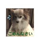 みろたんパピヨン（個別スタンプ：5）