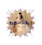 みろたんパピヨン（個別スタンプ：6）