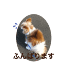 みろたんパピヨン（個別スタンプ：7）