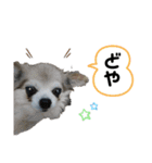チャコちゃんのヨイヤ（個別スタンプ：7）
