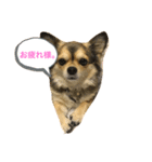 バンとよし。（個別スタンプ：4）